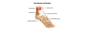 Some tendons of the foot