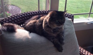 Sweetie Lounging in the sun