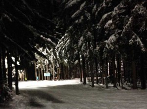 Snowy Evergreens